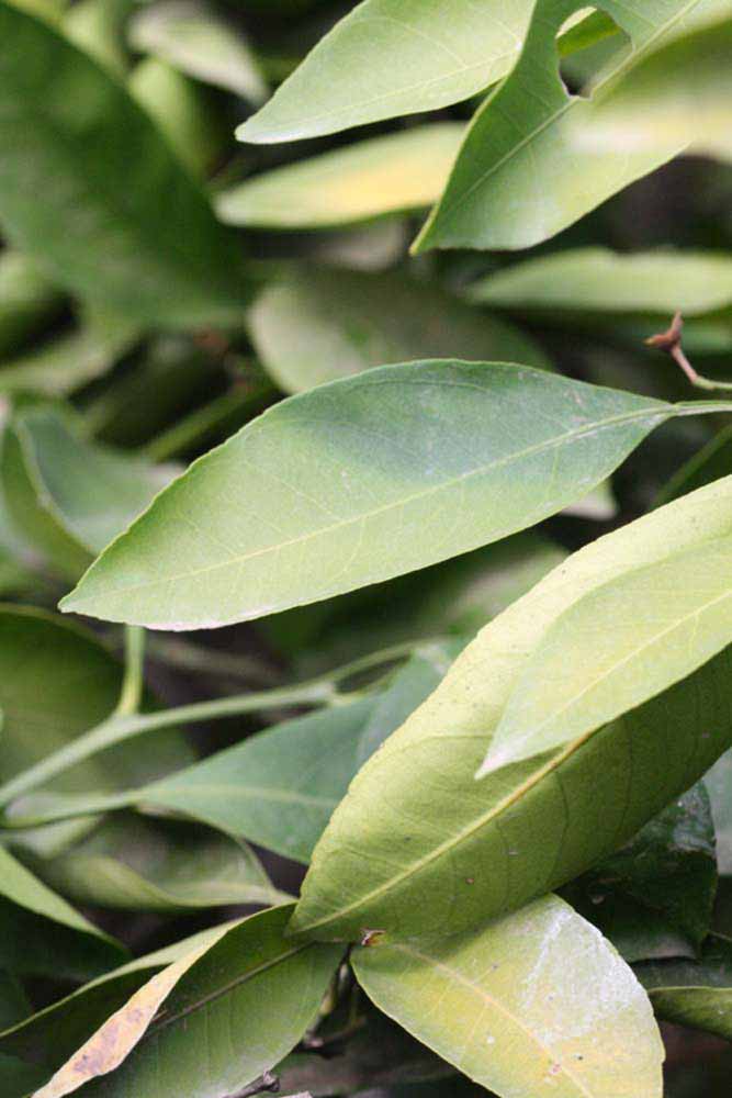              Unifoliolate leaf (Riverside, CA)       